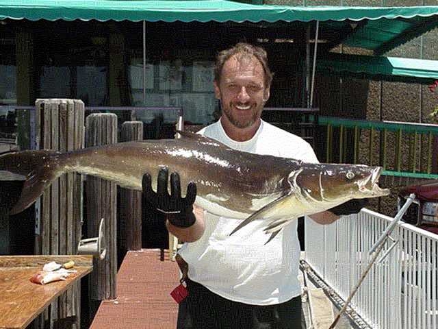 andy-cobia.jpg